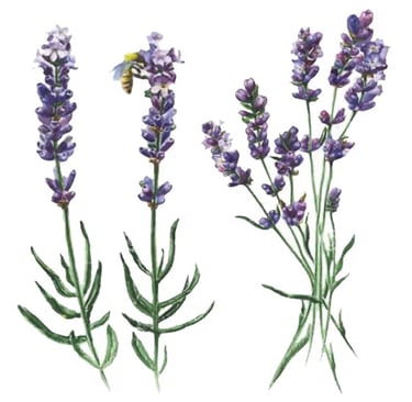 Watercolor illustration of purple lavender sprigs and a honey bee on a white background.