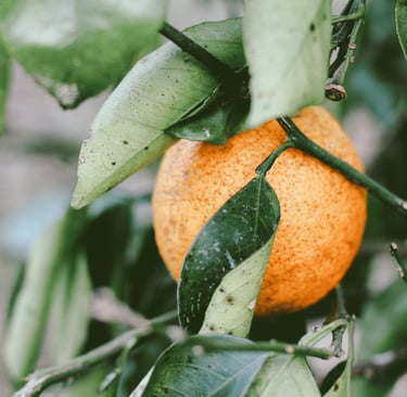 a close up of a orange on a tree
