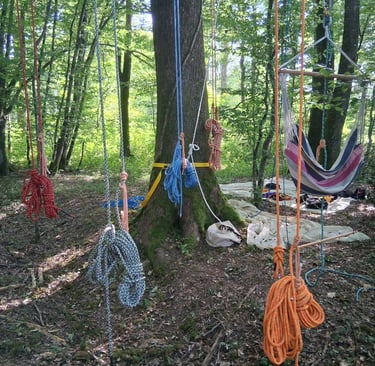 chêne équipé dans les bois