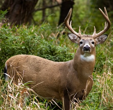 Image link of a deer linking to a blog post about deer hunting