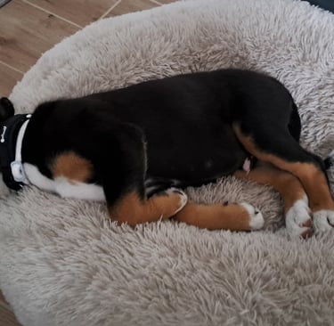 A black and tan puppy sleeping peacefully in a fluffy cream-colored round donut pet bed.