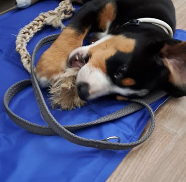 Greater Swiss Mountain Dog puppy chewing on a rope toy on a blue cooling mat.
