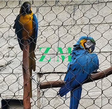 Two vibrant blue and gold macaws perched on branches inside a aviary mesh bird sanctuary enclosure.
