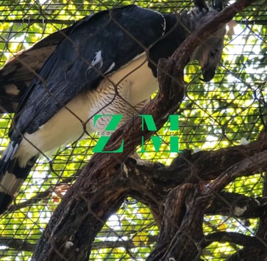 A majestic Harpy Eagle perched on a thick tree branch inside a large mesh sanctuary enclosure.