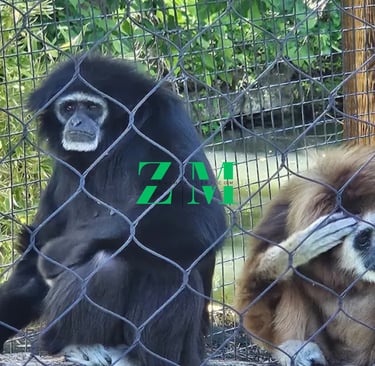 Black gibbon and brown siamang sitting behind a wire fence in a zoo enclosure with lush greenery.