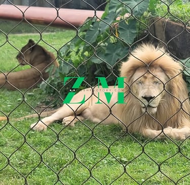 Black lion enclosure on high-tensile SS304 woven wire rope mesh in a zoo enclosure, demonstrating t
