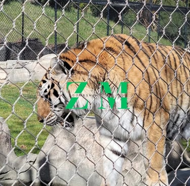 A Bengal tiger walking in a zoo enclosure behind a durable stainless steel wire mesh fence.