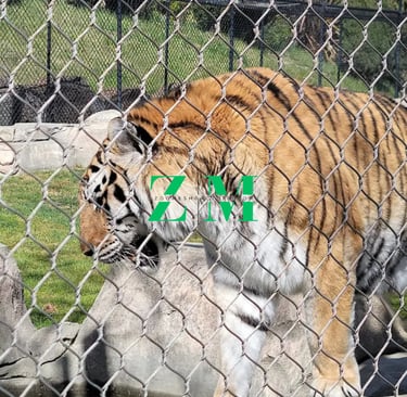A large Siberian tiger with orange and black stripes walking behind a wire rope fence at a zoo.