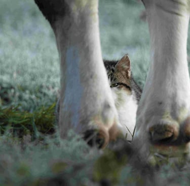 Cache cache - Y.Hunault - Ménil Image - kiosque à Images Chateau-Gontier - Photographie