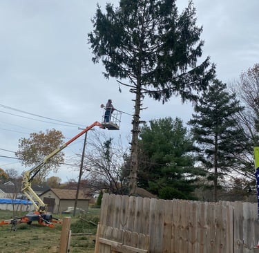 Tree Trimming