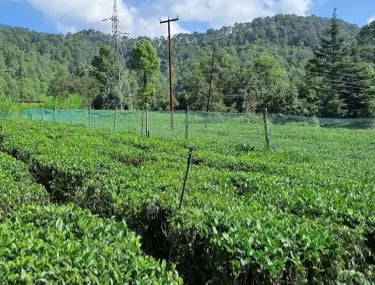 shyamkhet tea garden