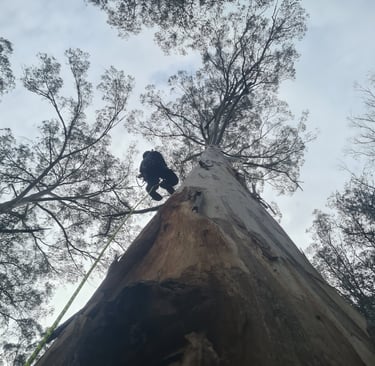 Grimpe d'un eucalyptus de 65 mètres en Australie
