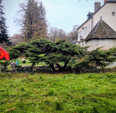 Taille japonisante sur Junipérus