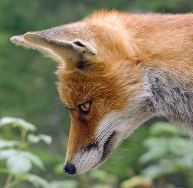 a fox staring at a prey, symbolising hyperfocus