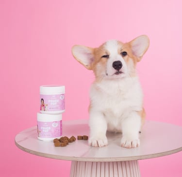 Cute corgi pup with Dr Shiba's Power Pup