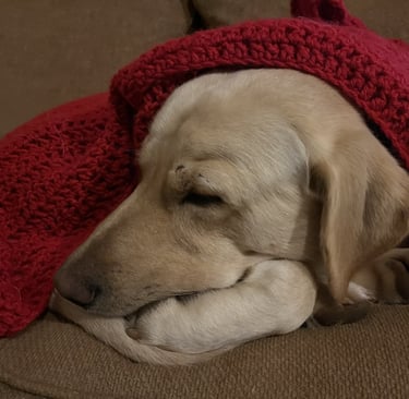 a dog is sleeping on a couch with a blanket