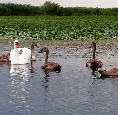 lebede in delta dunarii