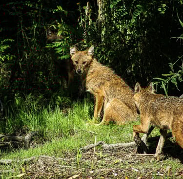 sacali in delta dunarii