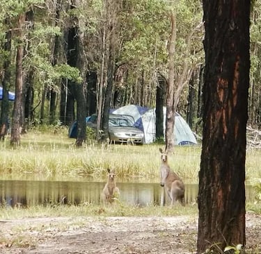 kangaroos beside waterhole