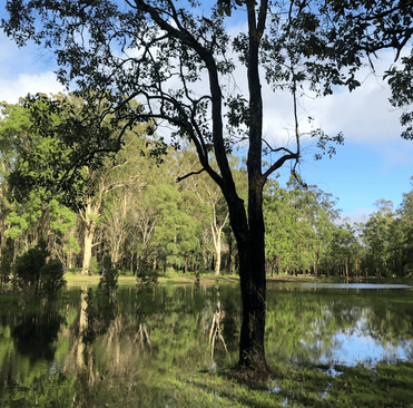 serene waterhole
