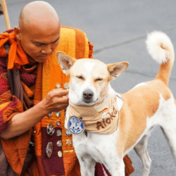 Aloka the peace dog