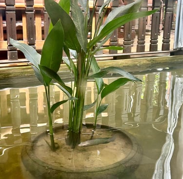 fish-stuck-in-the-pond-cambodia-breaking-free