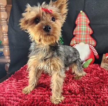 Yorkshire terrier adulto de 13 meses 8 semanas