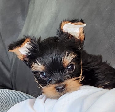 Mini yorkie en adopción 