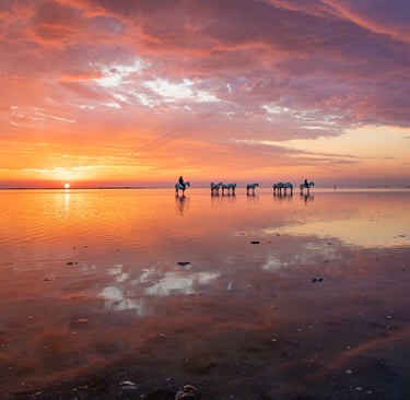 White Camargue horses and gardian standing in shallow water during a vibrant pink and orange sunset.