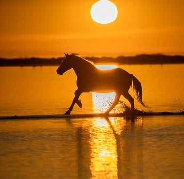 Silhouette of a horse galloping through water during a vibrant orange sunset over a calm lake.