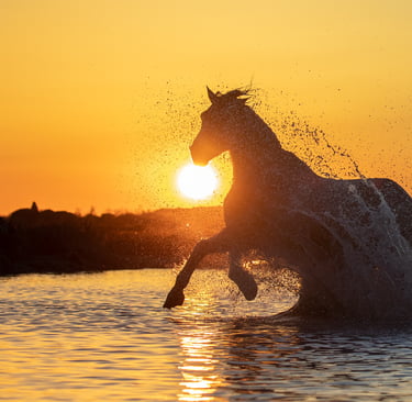 Silhouette of a wild horse galloping through water at sunset with golden light and splashing water droplets.