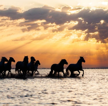 Silhouetted wild horses running through water during a golden sunset with dramatic sun rays.