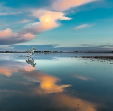 A white Camargue horse running through shallow water with a sunset sky reflection.