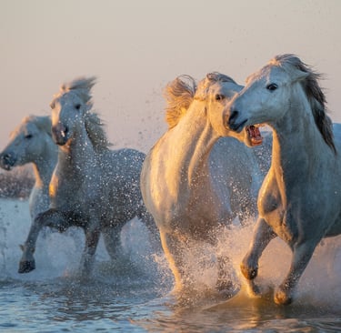 Wild white Camargue horses galloping through water at sunset with splashing waves.