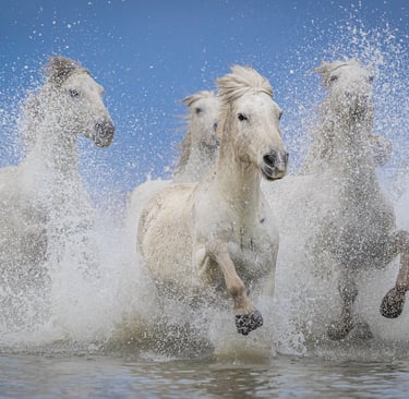 Wild white Camargue horses galloping through ocean water with dramatic white sea spray.