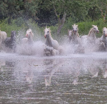 A herd of white Camargue horses galloping through shallow water with dramatic splashes and reflections.