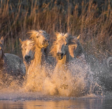 A herd of Camargue white horses running and splashing through marsh water at sunset.