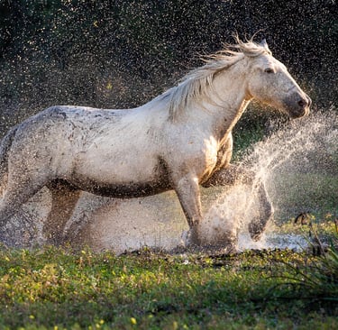 A wild white horse gallops through a muddy marsh, splashing water in the golden sunset light.