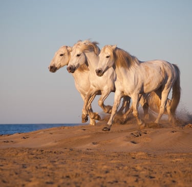 Three white Camargue horses galloping across sand dunes at sunset near the ocean.