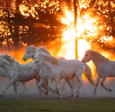 A herd of majestic white horses galloping through a dusty field during a golden sunset.
