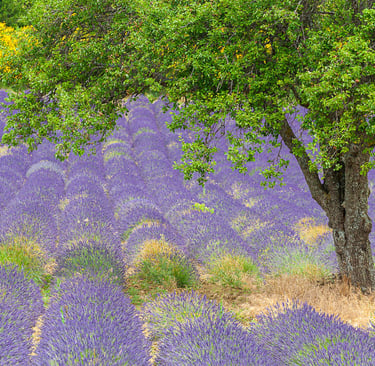 A lush green tree standing in a blooming purple lavender field in Provence, France.