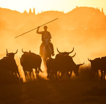 Silhouette of a rider herding a stampede of bulls through a dusty landscape during a golden sunset.