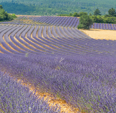 Curving rows of blooming purple lavender fields in Provence, France with hills in the background.