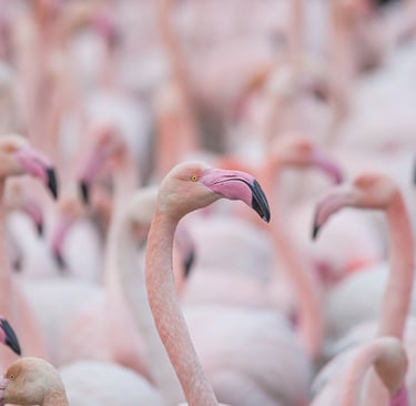 A large flock of light pink flamingos standing closely together in a soft focus crowd.