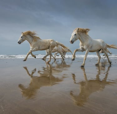 Wild white Camargue horses galloping along a sandy beach at the ocean's edge.