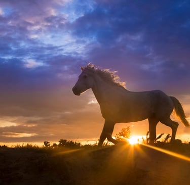 A white horse running through a field at sunset with a purple and orange sky in the background.