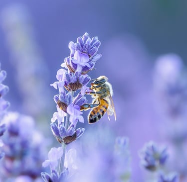 Close-up of a honey bee pollinating a purple lavender flower in a blooming field.