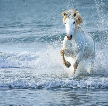 A majestic white horse galloping through ocean waves on a beach with water splashing.