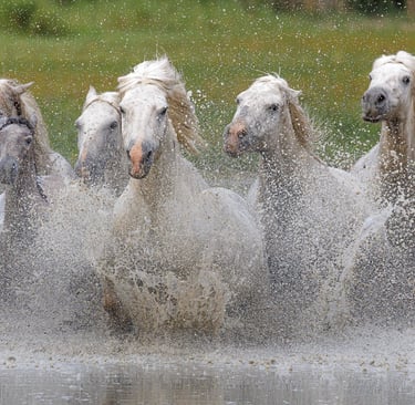 A herd of white Camargue horses galloping through water with dramatic splashing.