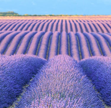 Vibrant purple lavender field blooming in symmetrical rows under a clear blue sky in Provence.